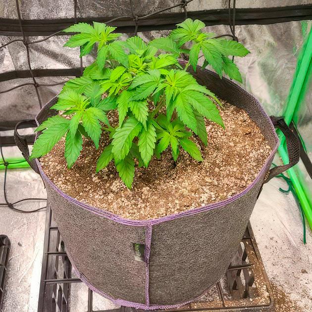 Растишка White Wedding RBX от Ethos Genetics на 5 неделе