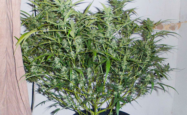 Пышный куст конопли