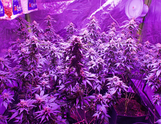 Размер кустов White Widow на 10 неделе