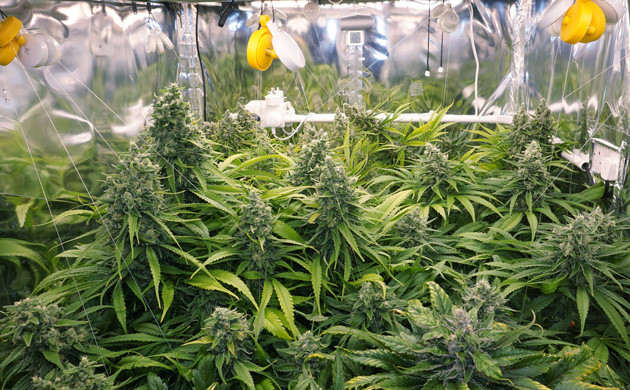 Кусты с крупными шишками