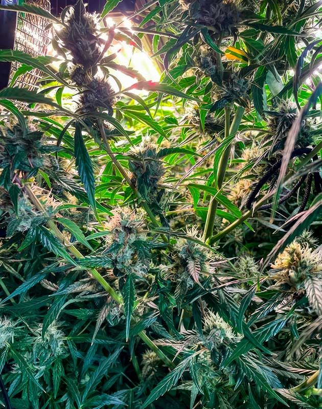 Рост соцветий конопли