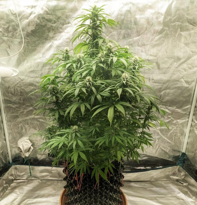 Вызревание шишек Zoap