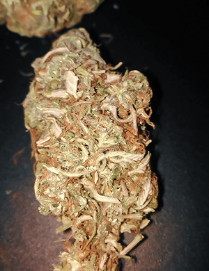 Сухая шишка