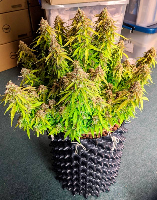 Режим темноты для куста Gorilla Glue Auto пред харвестом