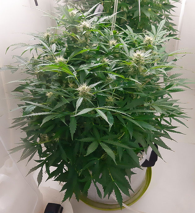 Уход за Bruce Banner Auto дома