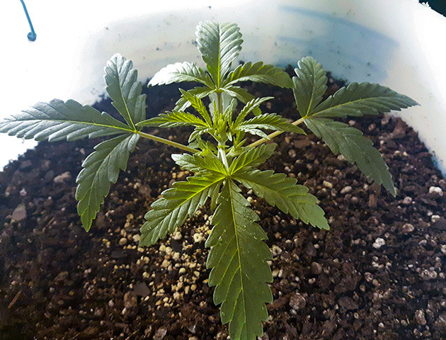 Росток Strawberry Amnesia от Herbies Seeds