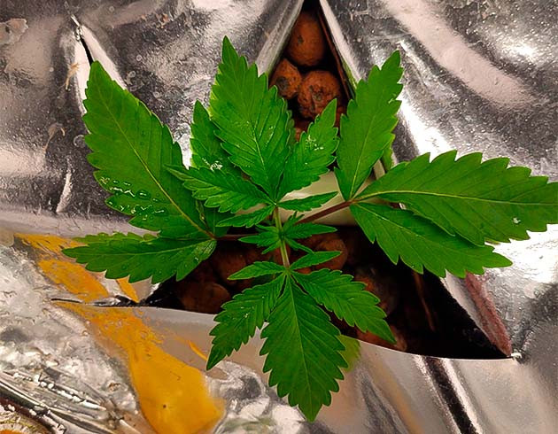 2 неделя роста марихуаны