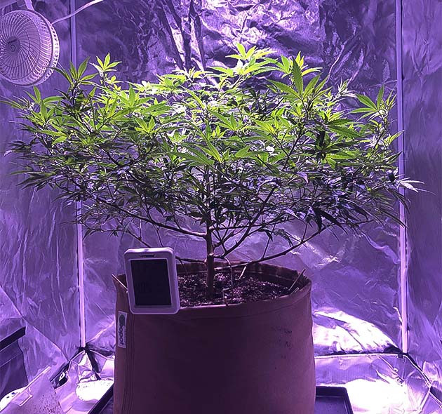 Дефолиация и подрезка ветвей