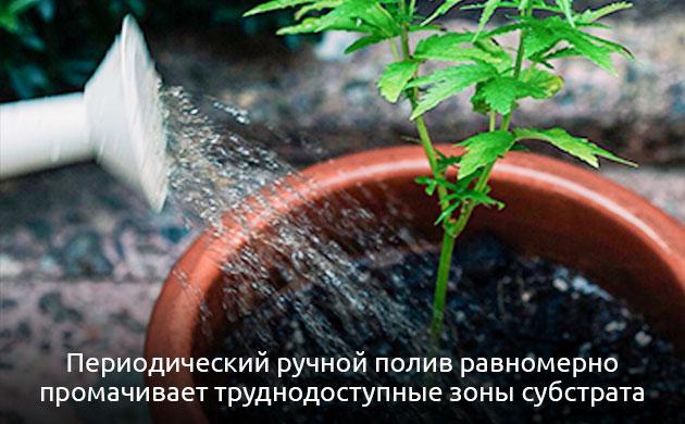 Ручной полив горшков с автоматическим увлажнением субстрата
