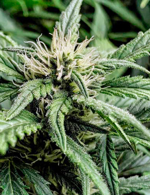 Формирование соцветия