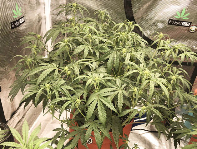 Новый раствор для полива