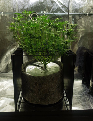 Перемещение куста в новый гроубокс