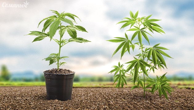 Выращивание в открытом грунте – грядка или горшок