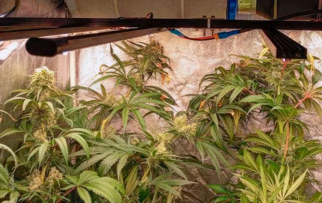 Кусты NUGGZ R1 на 10 неделе выращивания