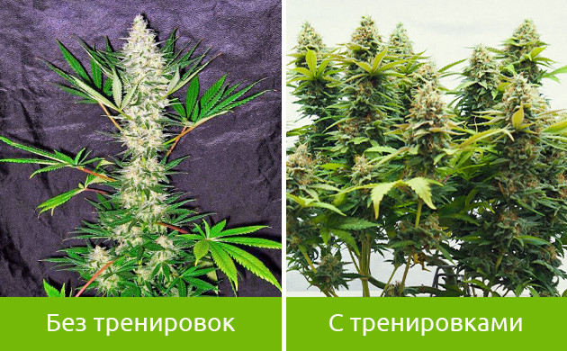 Куст без тренировки и с тренировками