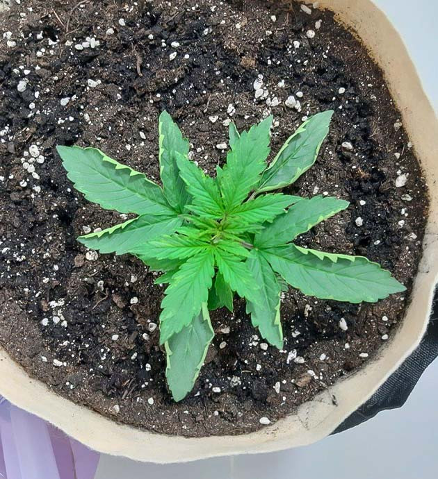 Рост и развитие Critical Orange Punch Auto