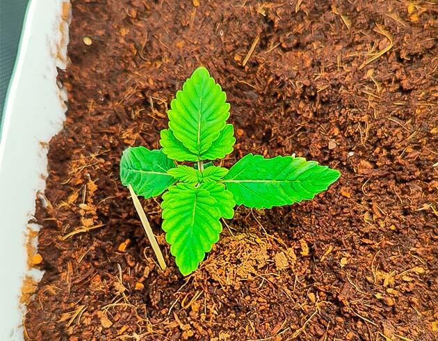 Росток Gorilla Zkittlez от сидбанка Семяныч на 1 неделе