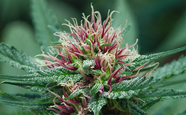 Фиолетовые волоски на месте цветения конопли