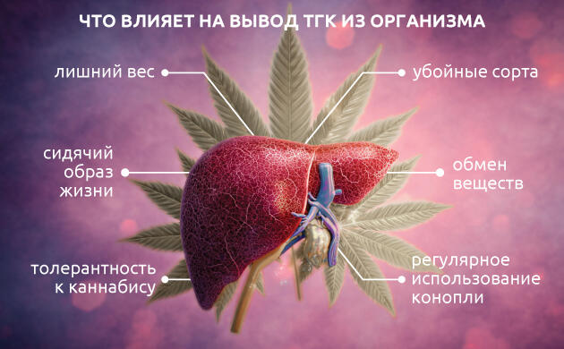 Что влияет на вывод ТГК из организма