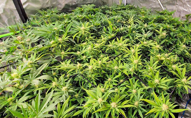 Развитие куста на 12 неделе выращивания