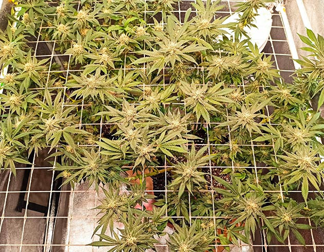 Цветущие кусты конопли под сеткой скрог