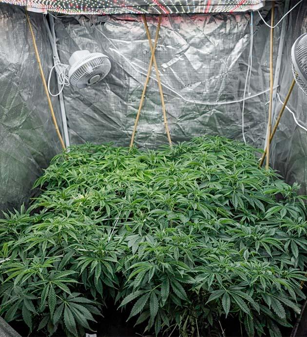 Суперкроппинг и корректировка ветвей в ScrOG