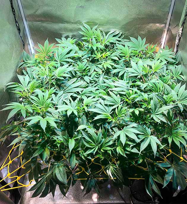 Green Crack 2.0 ростом 45 см