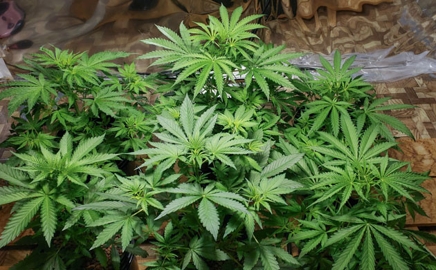 Mimosa Shot: выстрел в рост