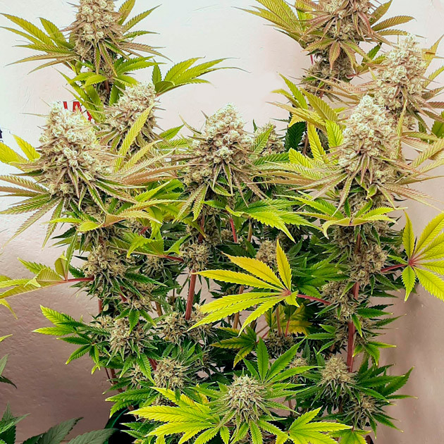 Куст с большими шишками и желтыми листьями