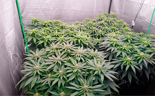 Бутоны с белыми волосками на кустах марихуаны