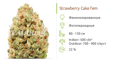 Strawberry Cake fem (Heavyweight Seeds)