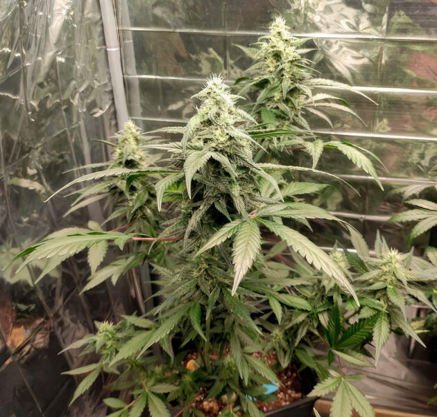 Куст Strawberry Gorilla Auto на 7 неделе развития