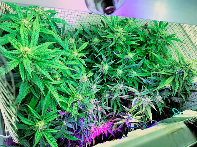 Кусты Runtz XL Auto на 9 неделе выращивания