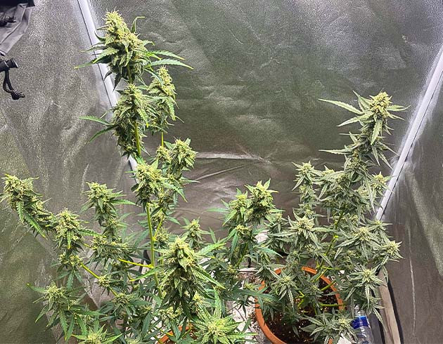 Куст Banana Purple Punch Auto на цветении