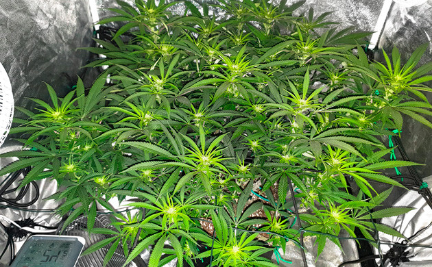 Формирование соцветий на растишке