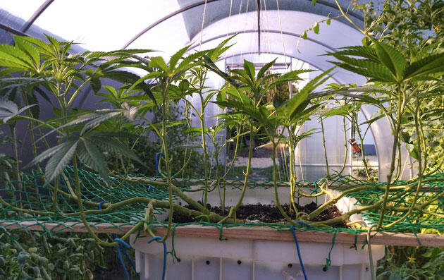 Кусты каннабиса после обработки от вредителей