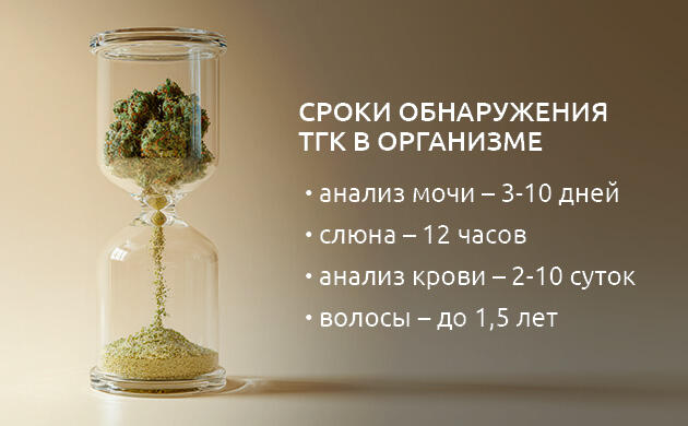 Сроки обнаружения ТГК в организме