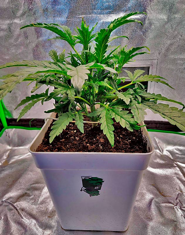 Strawberry Gorilla Auto ростом 40 см