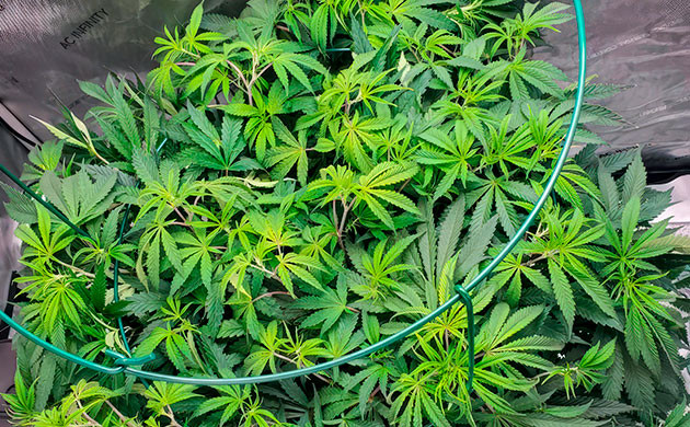 7 неделя роста каннабиса