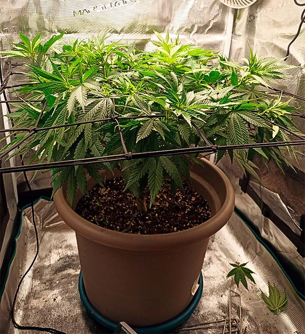 Переход на 12/12 у Bruce Banner #3