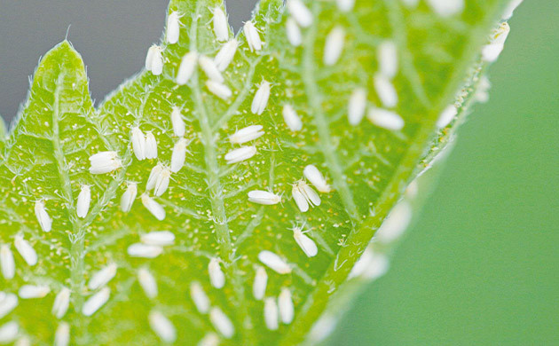 Белокрылки на нижней части листа
