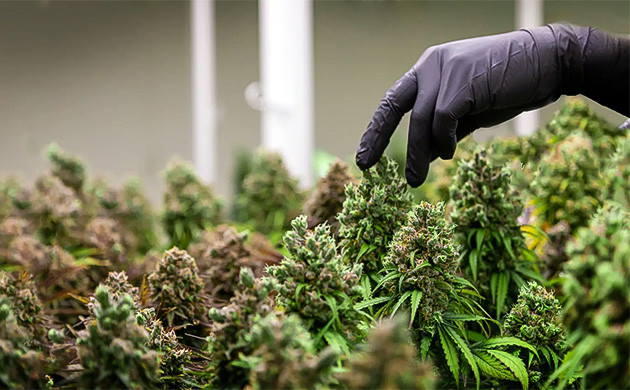 Пространство и свет для конопли