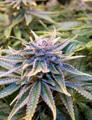 Цветение конопли