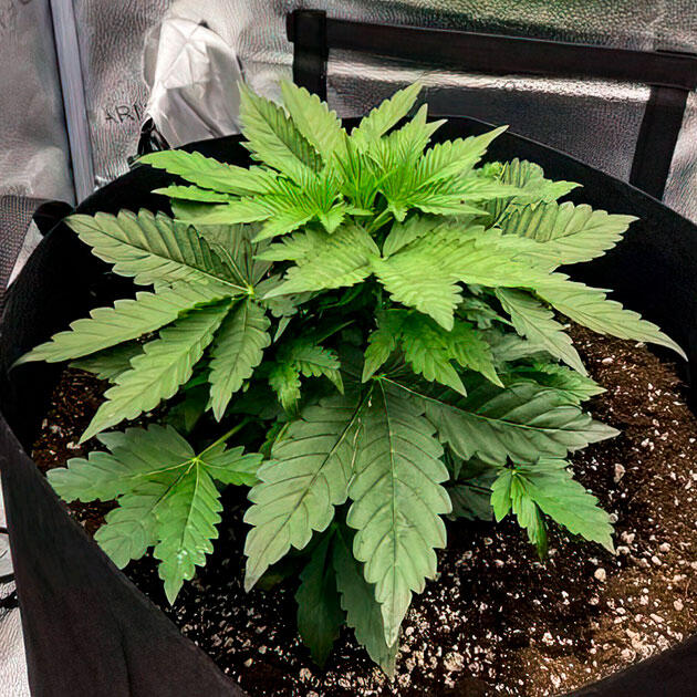 Конопля ростом 20 см