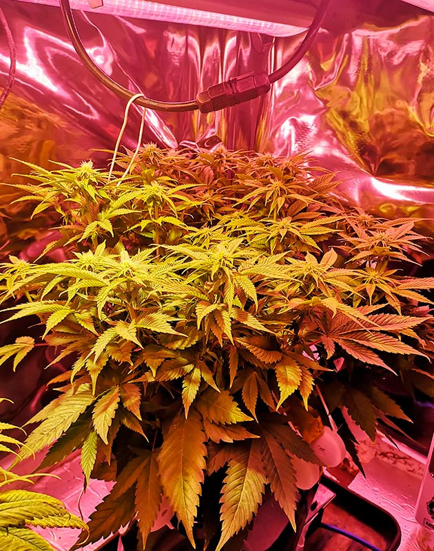 Появление точек роста соцветий