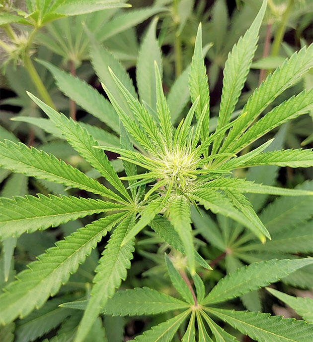 Марихуана ростом 55 см