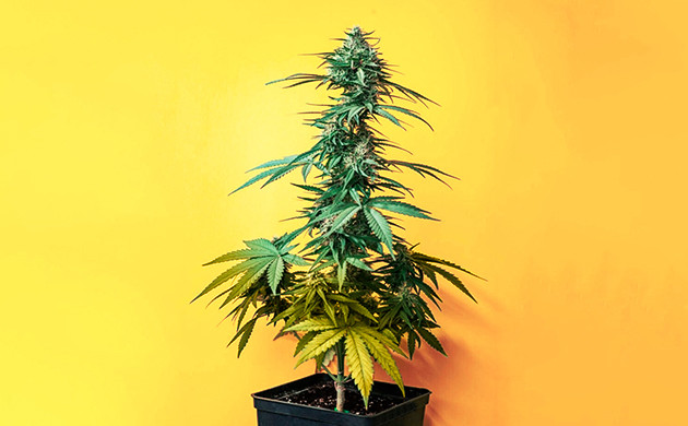 Признаки нехватки азота