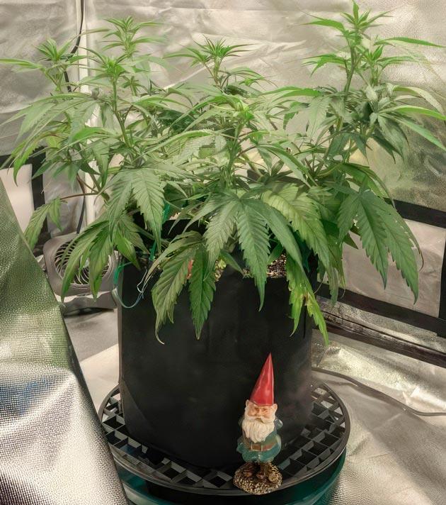 Цветение конопли