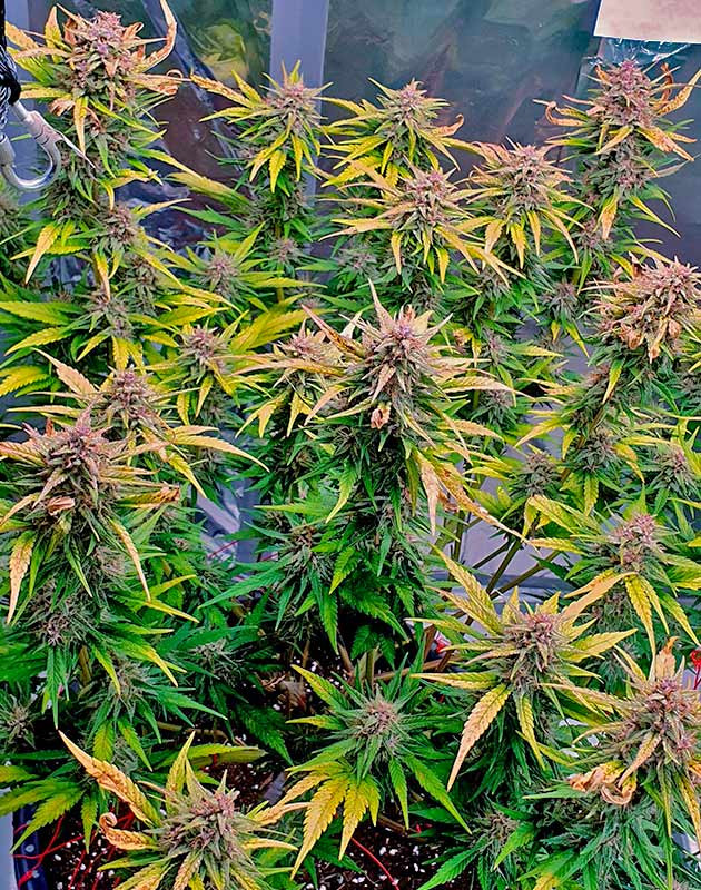 Соцветия усыпаны янтарными трихомами