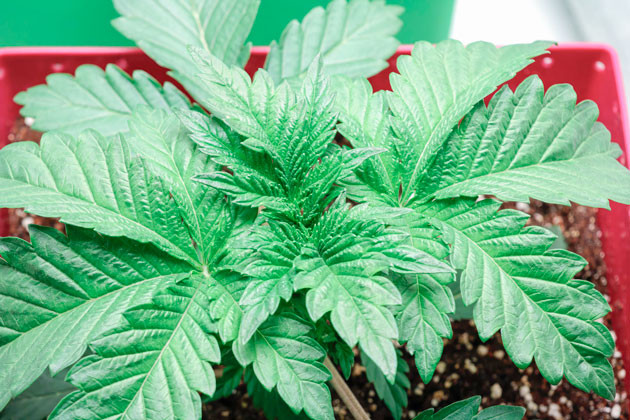 Куст Girl Scout Cookies ростом 10 см